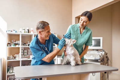 STATVet is the best choice for a veterinarian specialist in Tulsa